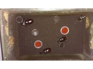 カブトムシ、卵から孵化し１年にかけて成虫になりました